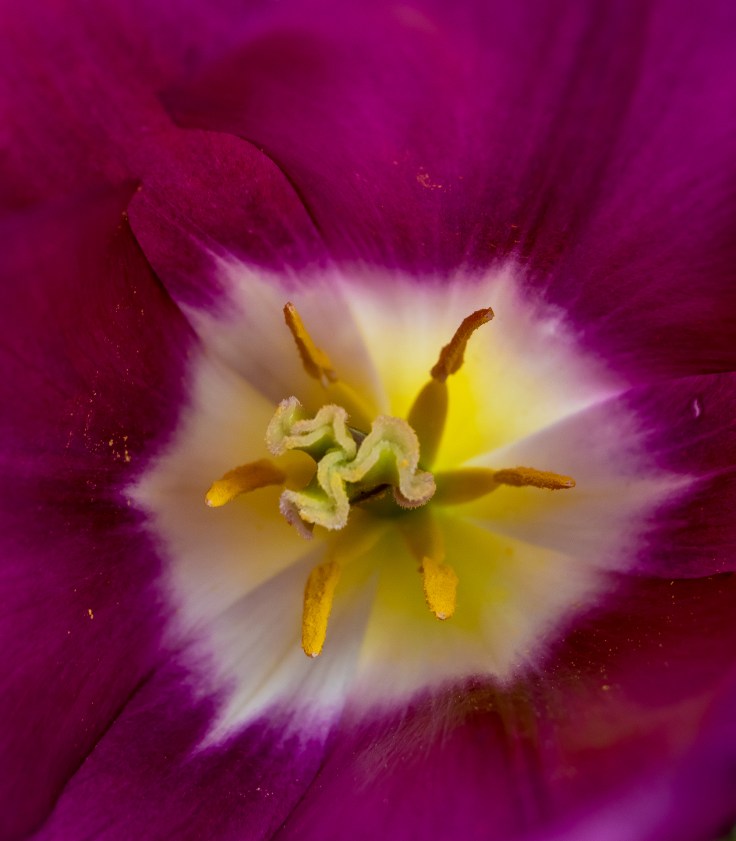 01-jane-thomas-inside-tulip