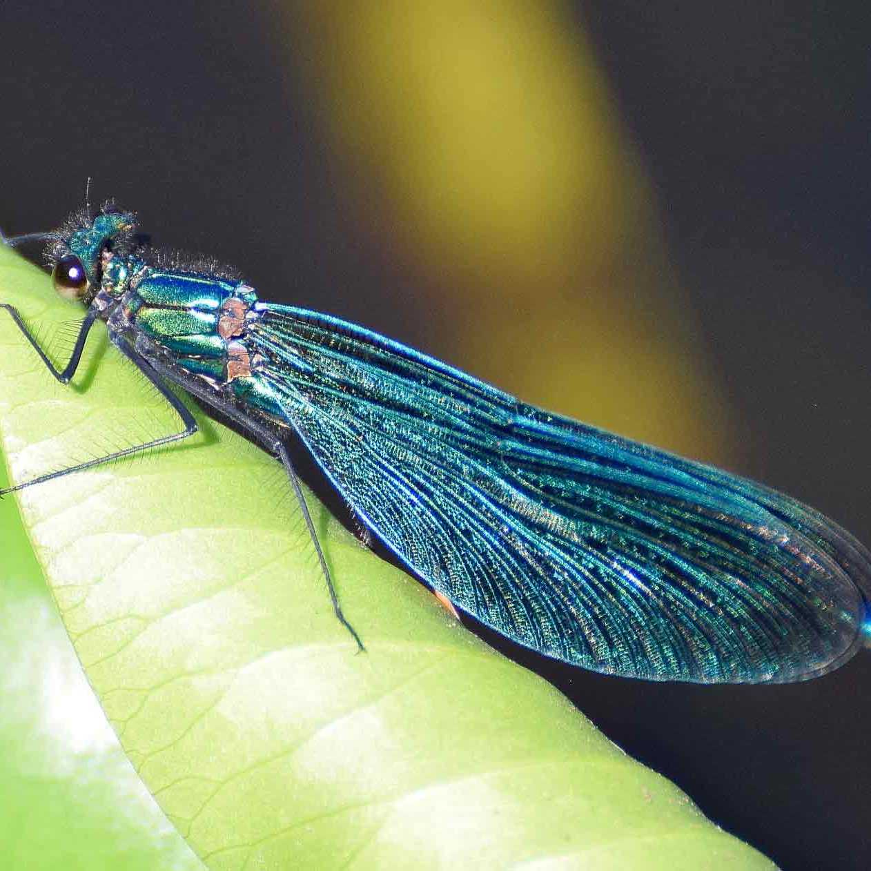 1st Place: Eric Jenkinson - Dragonfly