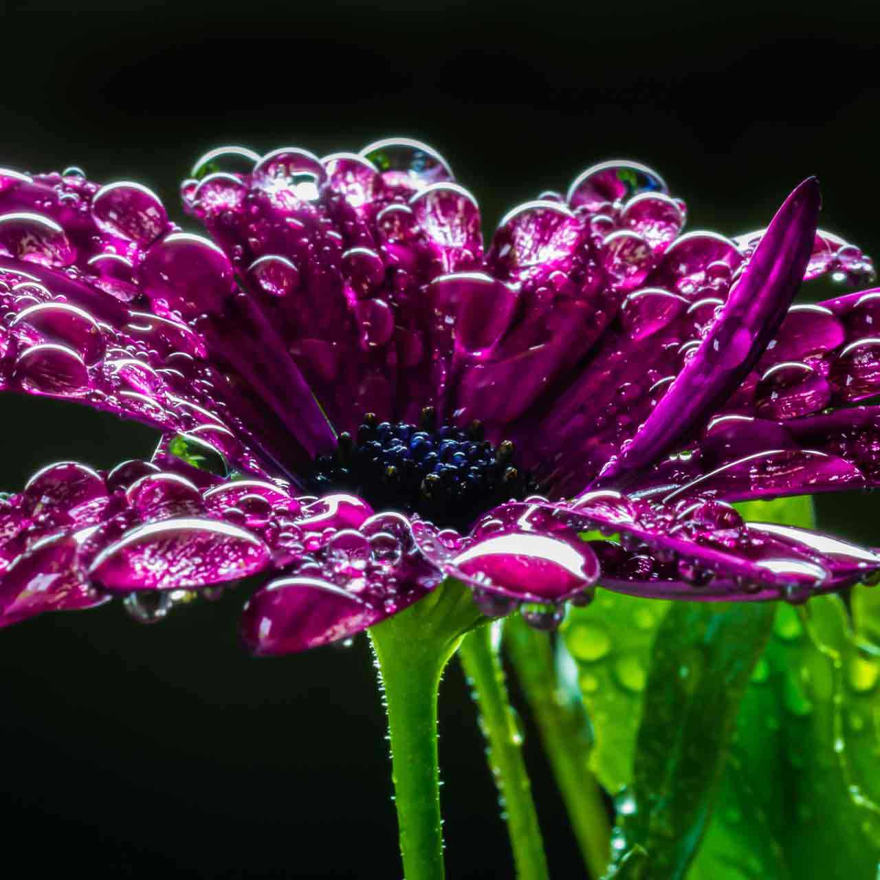 1st Place: Keith Johnson - Macro